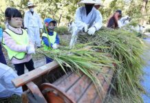 양재천에서 전통 가을걷이 행사 개최…올해 벼농사 수확해요~