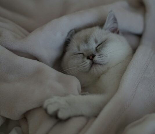 ‘잘 자야 잘 산다’… 한국인의 수면 건강, 생활 속 혁신 팁은? a white cat is sleeping on a blanket