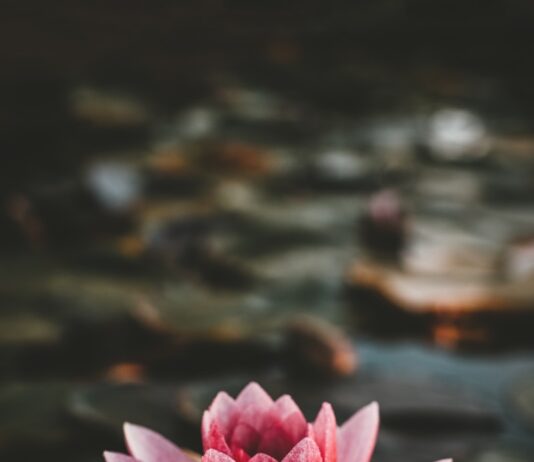 마음 건강, 일상의 작은 변화로 지킨다…실생활에서 실천하는 정신건강 루틴 pink and white lotus flower