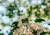 뇌 건강, 작은 습관이 바꾼다…일상 속 실천법 주목 Sunlit white apple blossoms against a blurred green background.